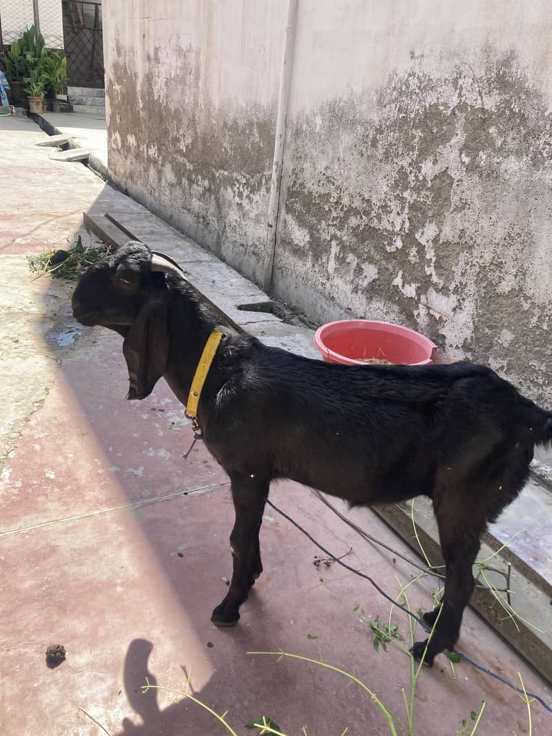Bakra 0