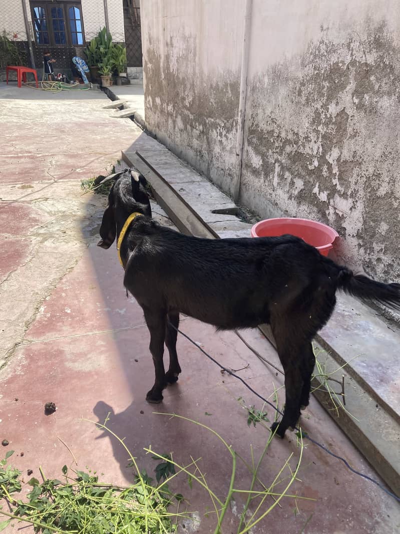 Bakra 1