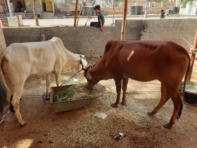bachriyan for qurbani
