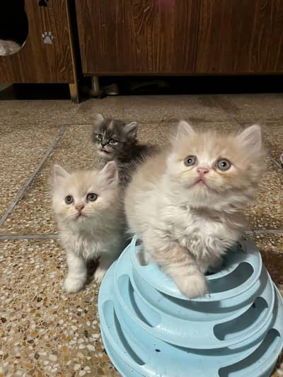 Persian kitten