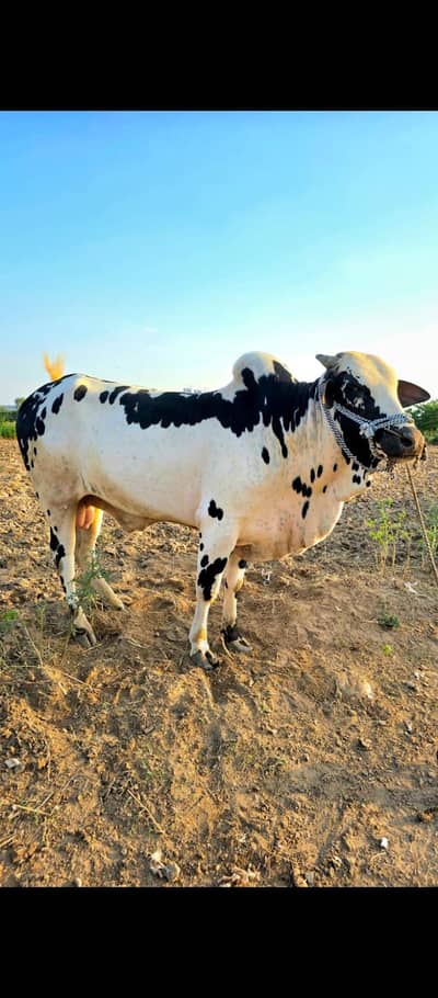 bulls for sale for call 03335522775