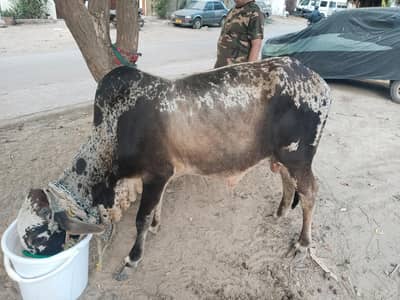 2 Dant Bachra