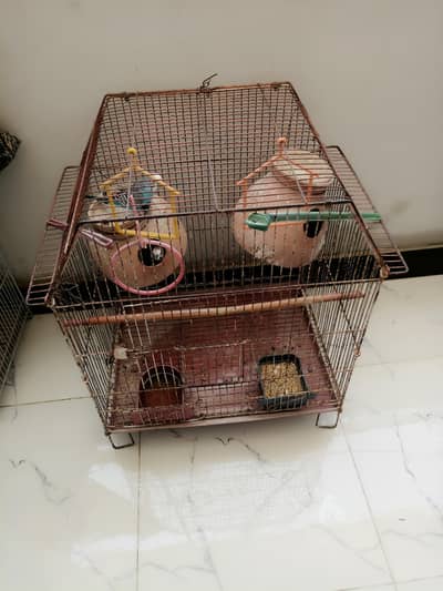 BUDGIES 2 PAIR WITH BIG CAGE