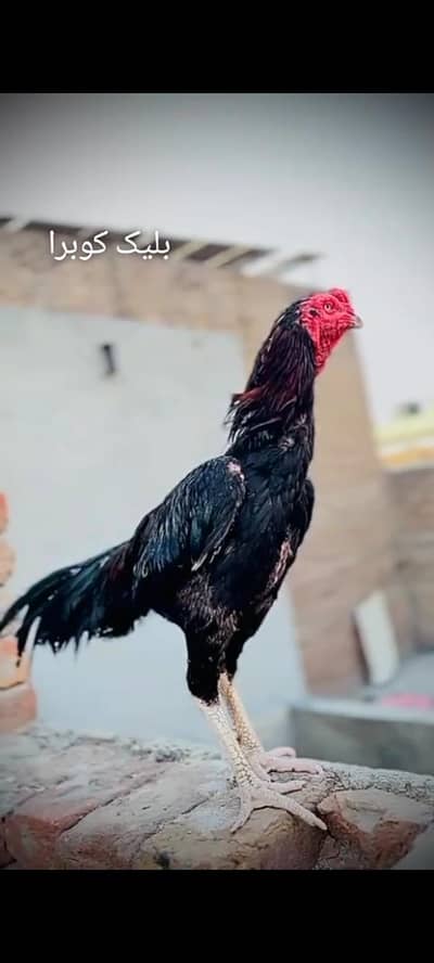 Aseel Old Blood line  Home breed