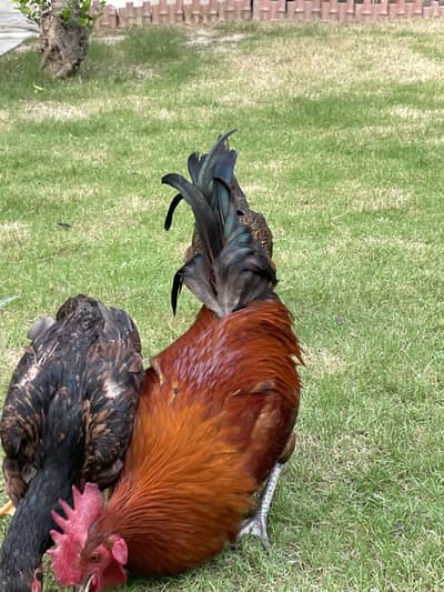 Hens for sales
