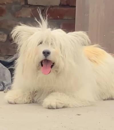 Shitzu female puppy