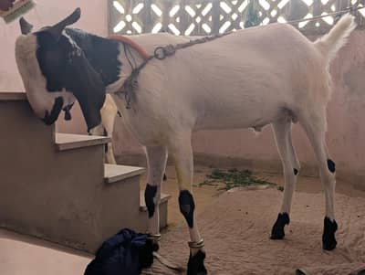Bakra for sell