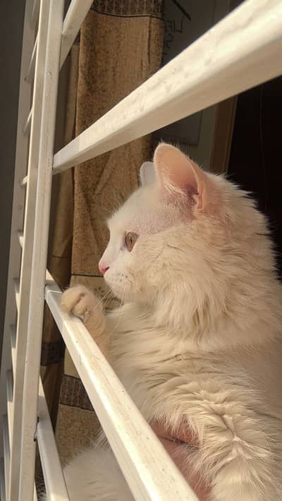 Male Cat Up for adoption