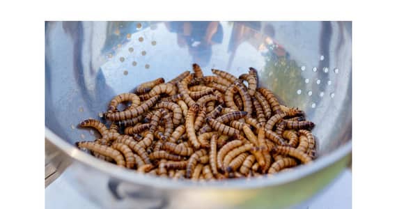 Live mealworms