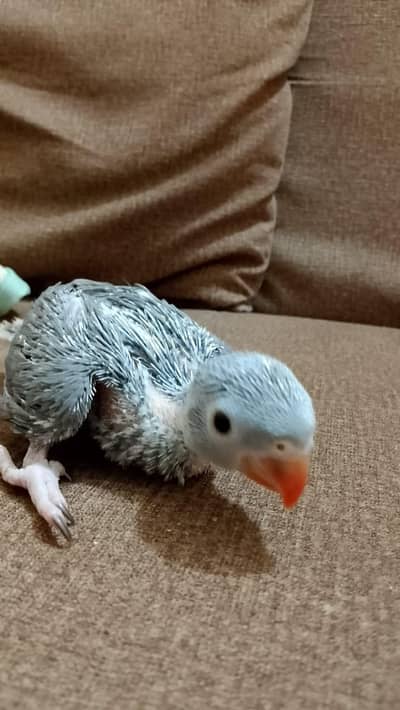 Ringneck chick