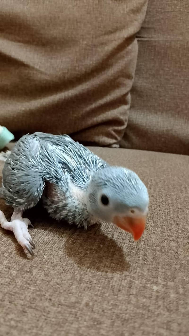 Ringneck chick 0
