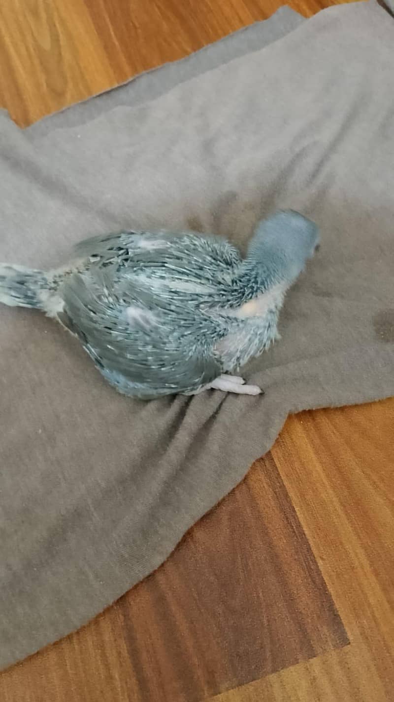 Ringneck chick 1