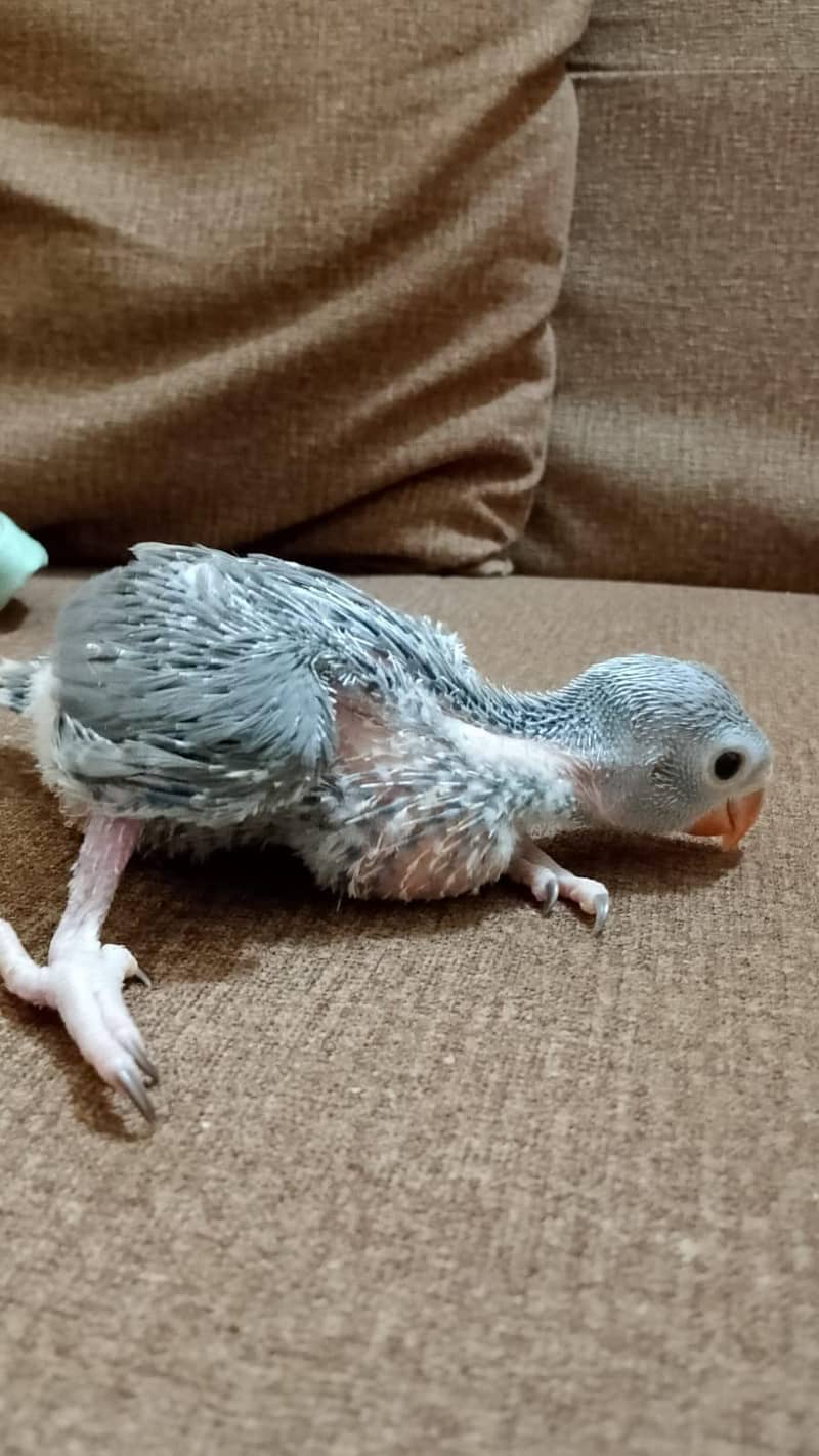 Ringneck chick 2