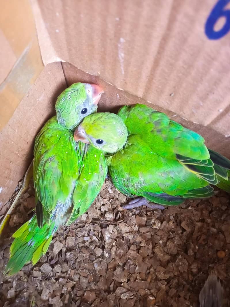 Ringneck chick 3