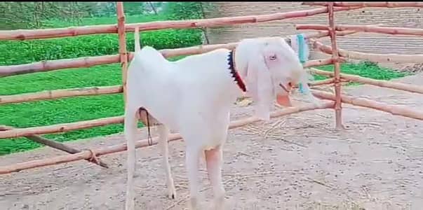 desi bital bakhra kurbani ke liye for sel