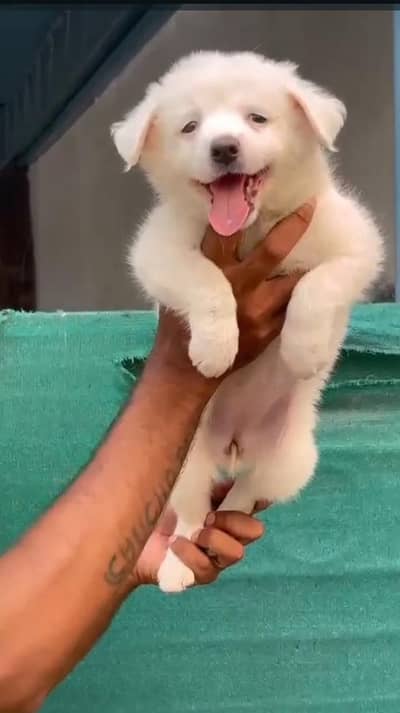 Russian female puppy for sale