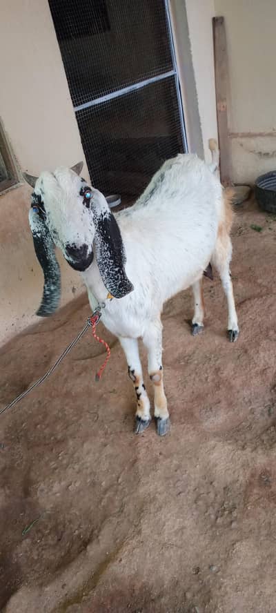Qurbani k liye big size bakri for sale