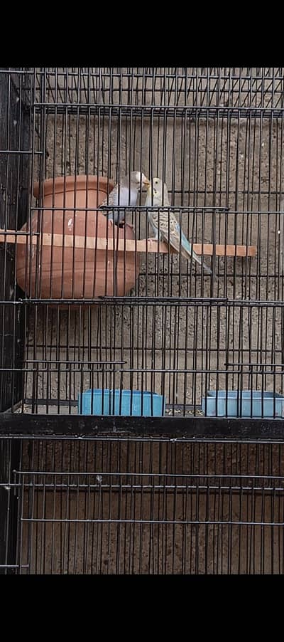breeder pairs cream red eyes buggies & normal buggies