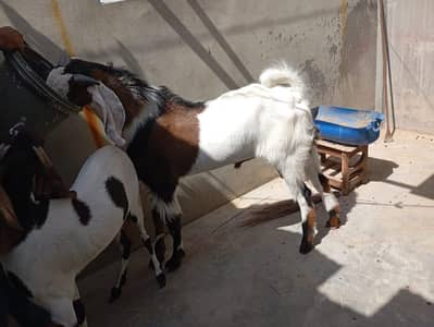 BEST ANIMAL FOR EID UL AZHA 