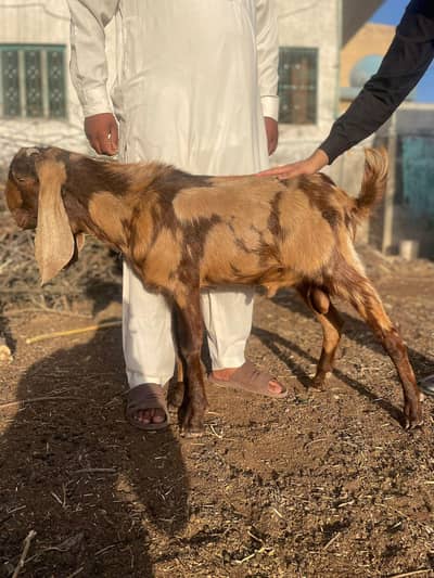 Bakra for Sale | Donda Bakra | Eid ul Adha Qurbani