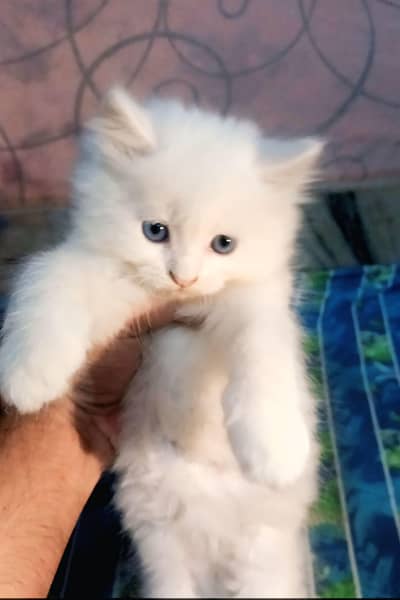 White Persian Kittens, Blue eyes Male Female both Available