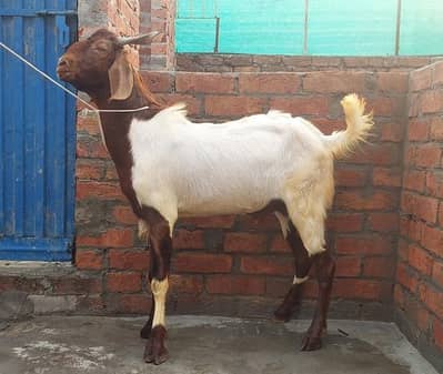 Bakra for sale