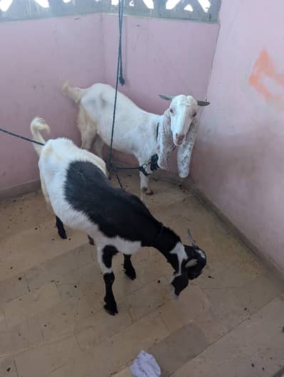 for sell 2 dant Bakra