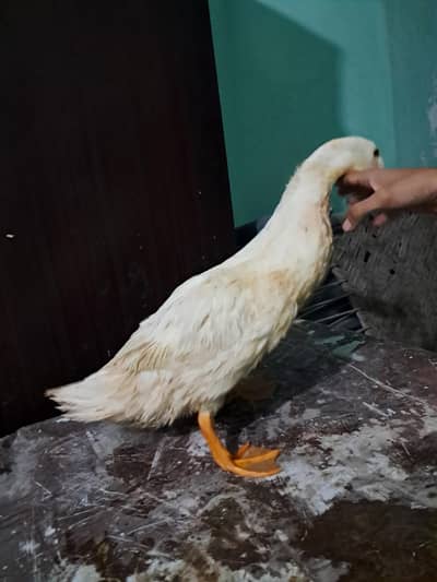 6 Ducks Healthy And Active For Sale