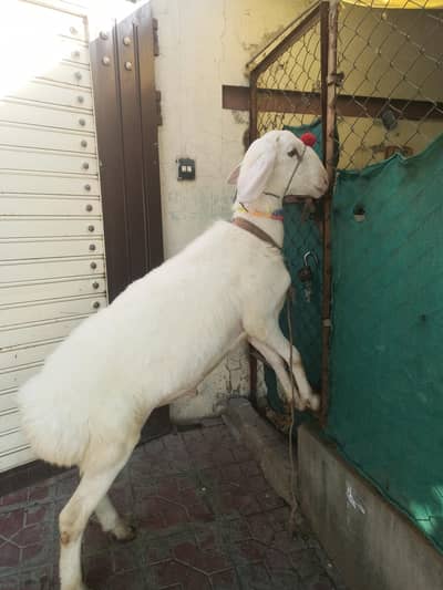 Talagang Breed Dumba for sale