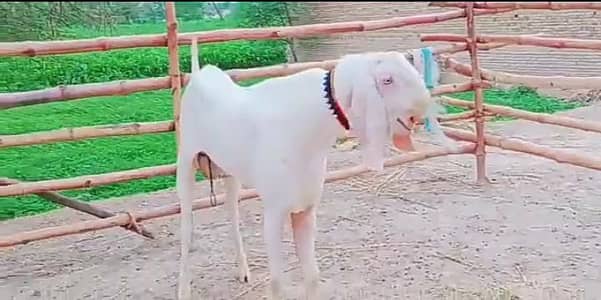 desi beetle Bakra 2 dant qurbani ke liye for sale0325=7412=097