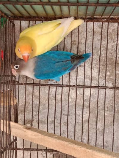 love birds latino