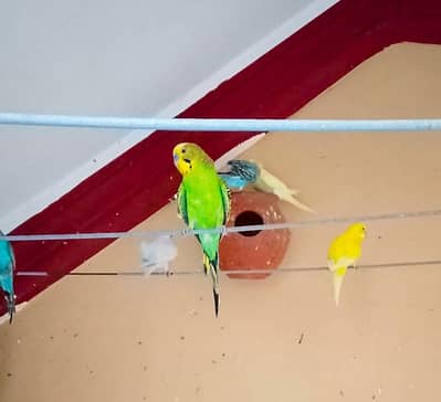 Australian Budgies For Sale Healthy Active Multiple Colors