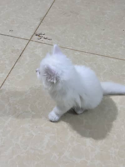 Persian tripple coat