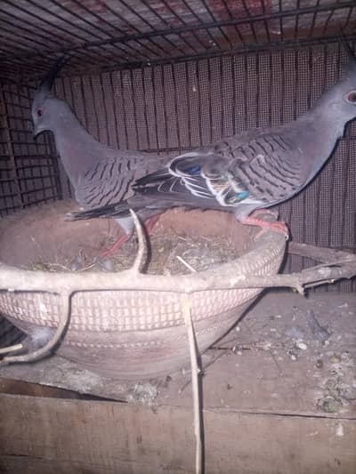 fellow cocktail