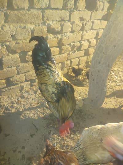 desi murga