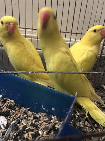 Yellow ringneck chick