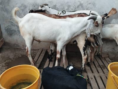 Healthy, Active, and Beautiful Farm-Raised Goat for Sale