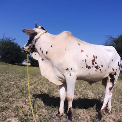 qurbani