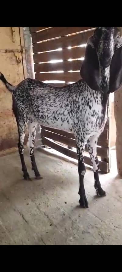 Bakri makhi chini for sale