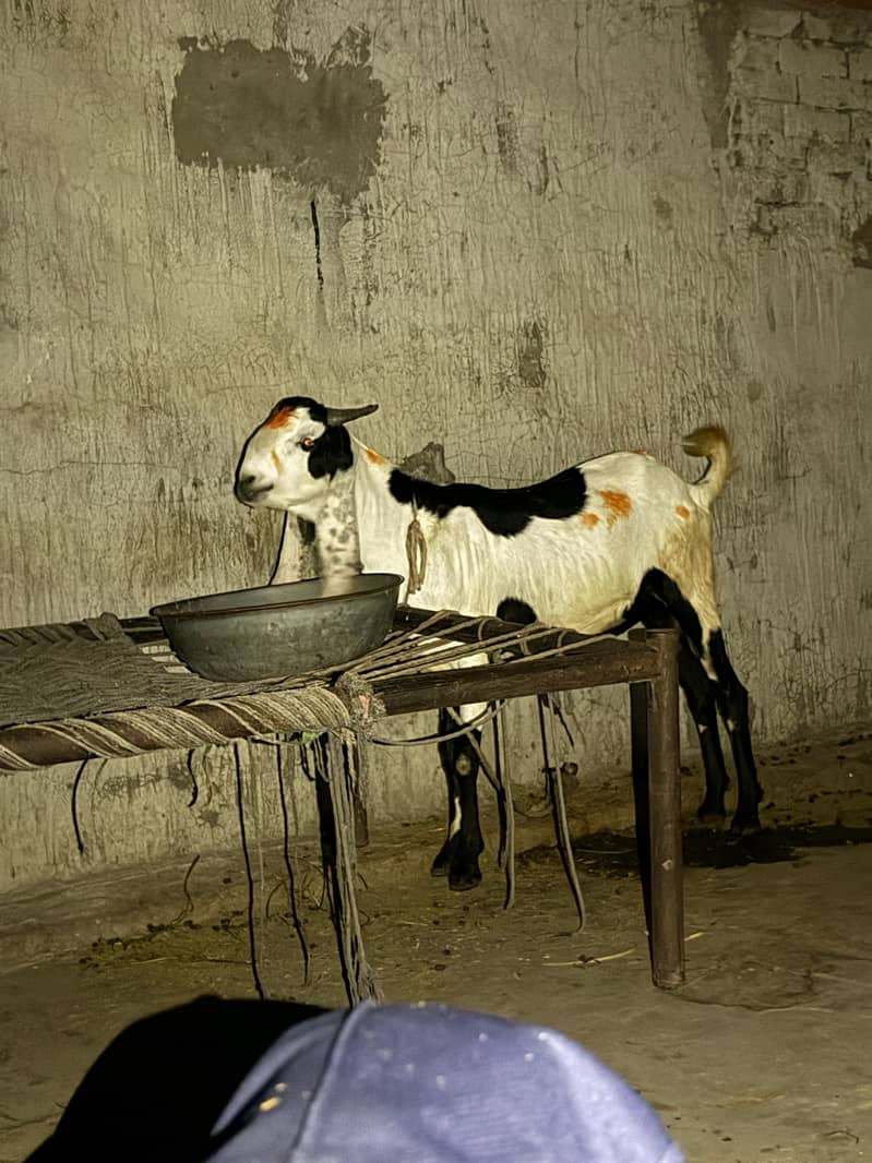 Desi bakra 0