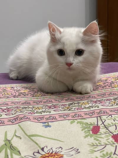 Im selling my two months old kitten