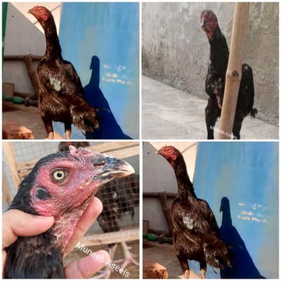 Nawab Waly Kalay Aseel Madi Murgi Aseel Hen
