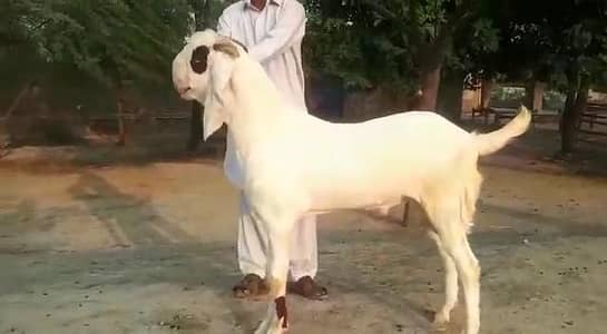 gulabi Bakra for sale 0348-17-43-426