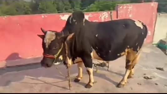 Qurbani Ka Janwar