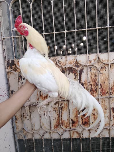 paper white Heera pair