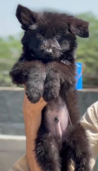 German shepherd black puppy male