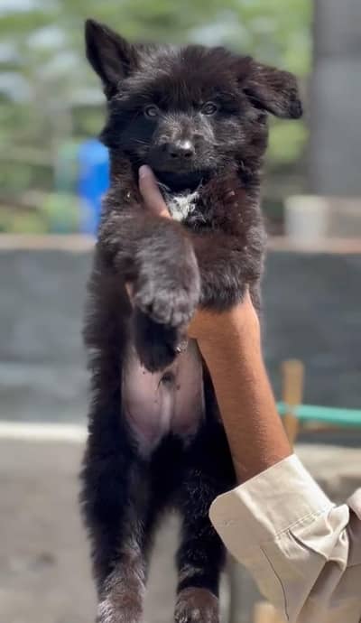 German shepherd  puppy male (pedigree)