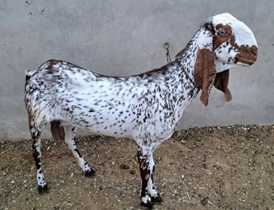 Makhi cheni