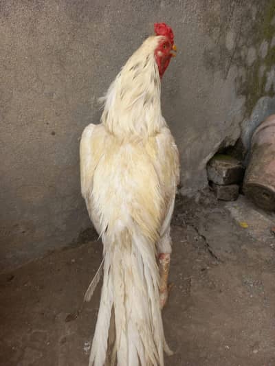 Assel heera for sale 3 years age paper white some black hairs on neck