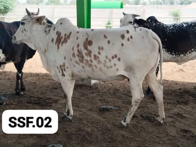 qurbani k janwar